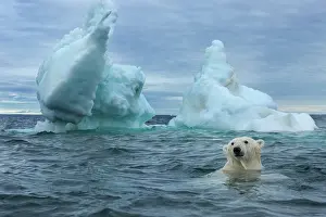Pack: Underwater view of Polar Bear (Ursus maritimus)