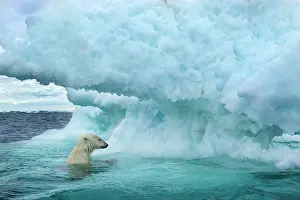 Pack: Underwater view of Polar Bear (Ursus maritimus)