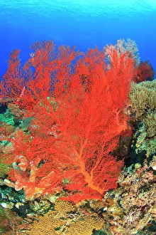Flores: Underwater view of Red Sea Fans (Melithaea