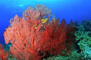 Anthias: Underwater view of Red Sea Fans (Melithaea
