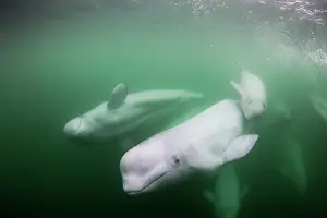 Peace: Underwater view of young Beluga Whale calf swimming