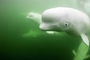Peace: Underwater view of young Beluga Whale pod swimming