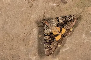 Erebidae: The underwing (Catocala eutychea) resting on wall