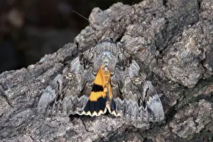 Erebidae: Underwing Moth