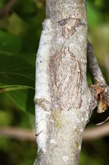 Channel: Underwing Moth Caterpillar