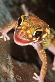 Sphaerodactylus: Underwood's Gecko