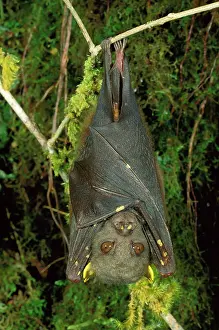 Undescribed: An undescribed tube-nosed Bat - Hanging upside down