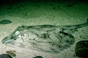 Undulate: UNDULATE RAY