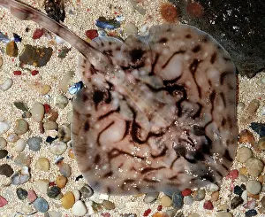 Undulate: Undulate Ray juvenile