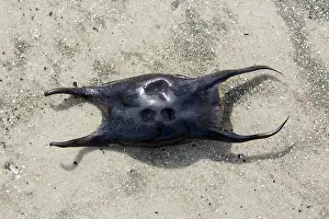 Raja: Undulate ray (Raja undulata), eggcase, egg case