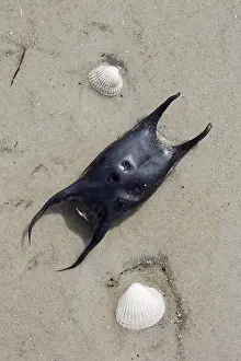 Raja: Undulate ray (Raja undulata), eggcase, egg case