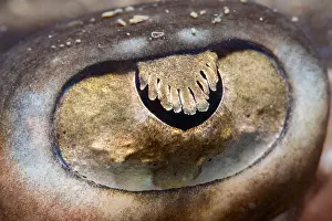 Undulate: Undulate ray (Raja undulata) eye of an adult ray