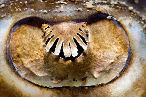 Undulate: Undulate ray (Raja undulata) eye of an adult ray