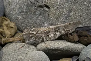 Olympic: Undulate-winged grasshopper