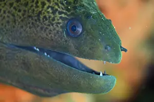 Eels: Undulated Moray Eel - Serena West dive site, Lembeh