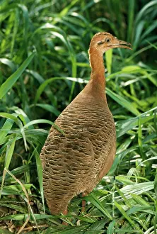 Undulated: Undulated Tinamou
