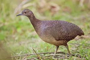 Undulatus: Undulated Tinamou