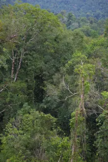 Canopy: UNESCO, Cambodia, Cardamom Mountains rainforest