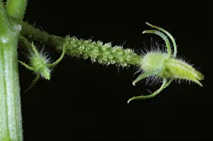 Cucumber: Unfertilized Cucumber flower bud