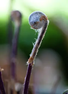 Regalis: Fern