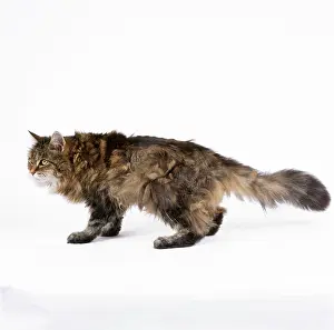 Unhealthy: Unhealthy CAT