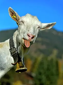 Bern: Unhorned Saanen goat with bell sticks out its tongue