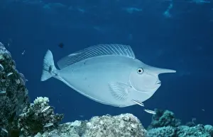 Valerie & Ron Taylor: UNICORN FISH - SIDE VIEW