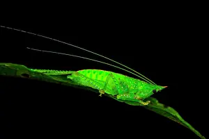 Unicorn: Unicorn Katydid (Copiphora gracilis) male nymph