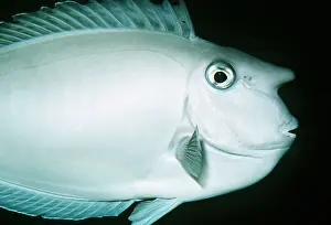 Nose: UNICORNFISH / Surgeonfish - CLOSE-UP OF HEAD