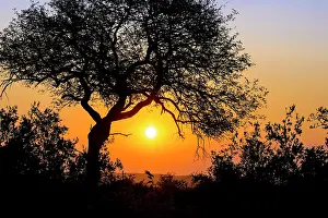 Unidentified: Unidentified African Tree in silhouette at sunset