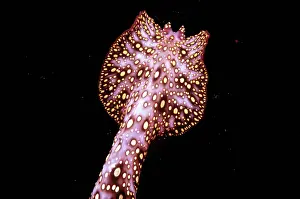 Identified: Unidentified animal - Photographed in 1965 at night