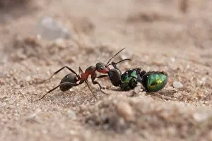 Drentsche: Ant