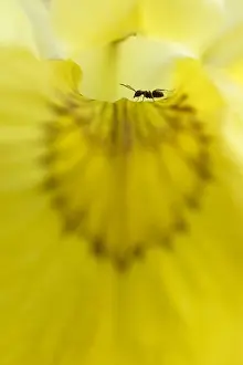 Unidentified: unidentified Ant (Formicidae sp.) in a flower o