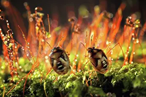 Unidentified: Two unidentified beetles on moss