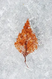 Vennen: Birch