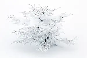 Luik: Birch