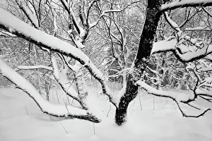 Luik: Birch