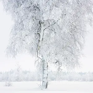 Peat: Birch