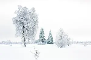 Peat: Birch
