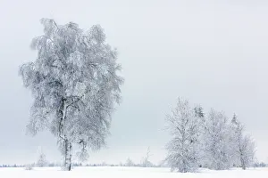 Peat: Birch