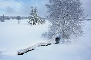 Luik: Birch