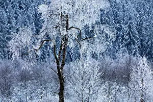 Luik: Birch