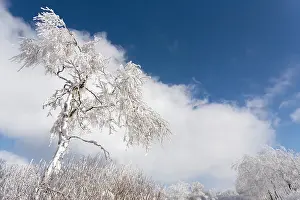 Luik: Birch
