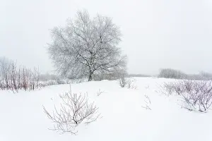 Peat: Birch