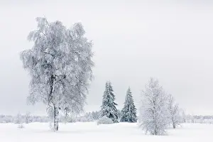 Peat: Birch