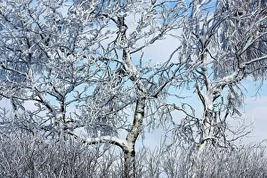 Luik: Birch