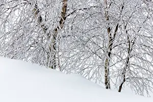 Luik: Birch