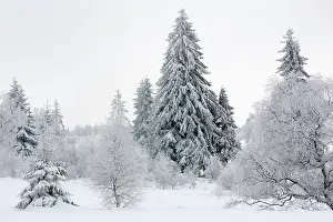 Luik: Birch