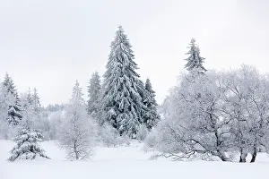 Luik: Birch