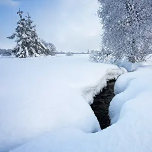 Luik: Birch